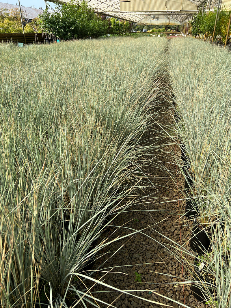 Grass, Helictotrichon sempervirens