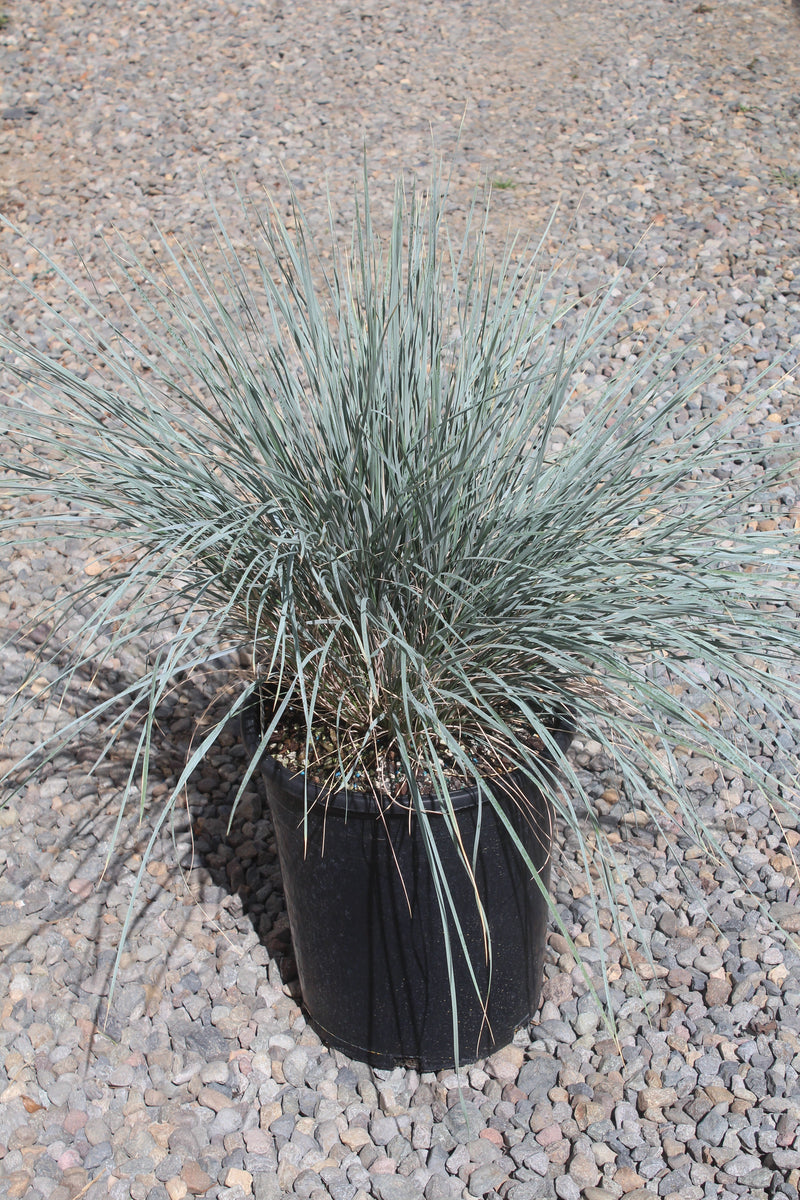 Grass, Helictotrichon sempervirens
