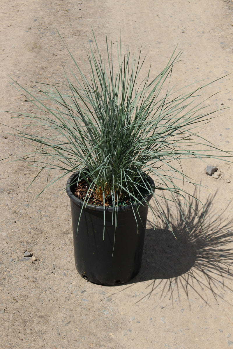 Grass, Helictotrichon sempervirens