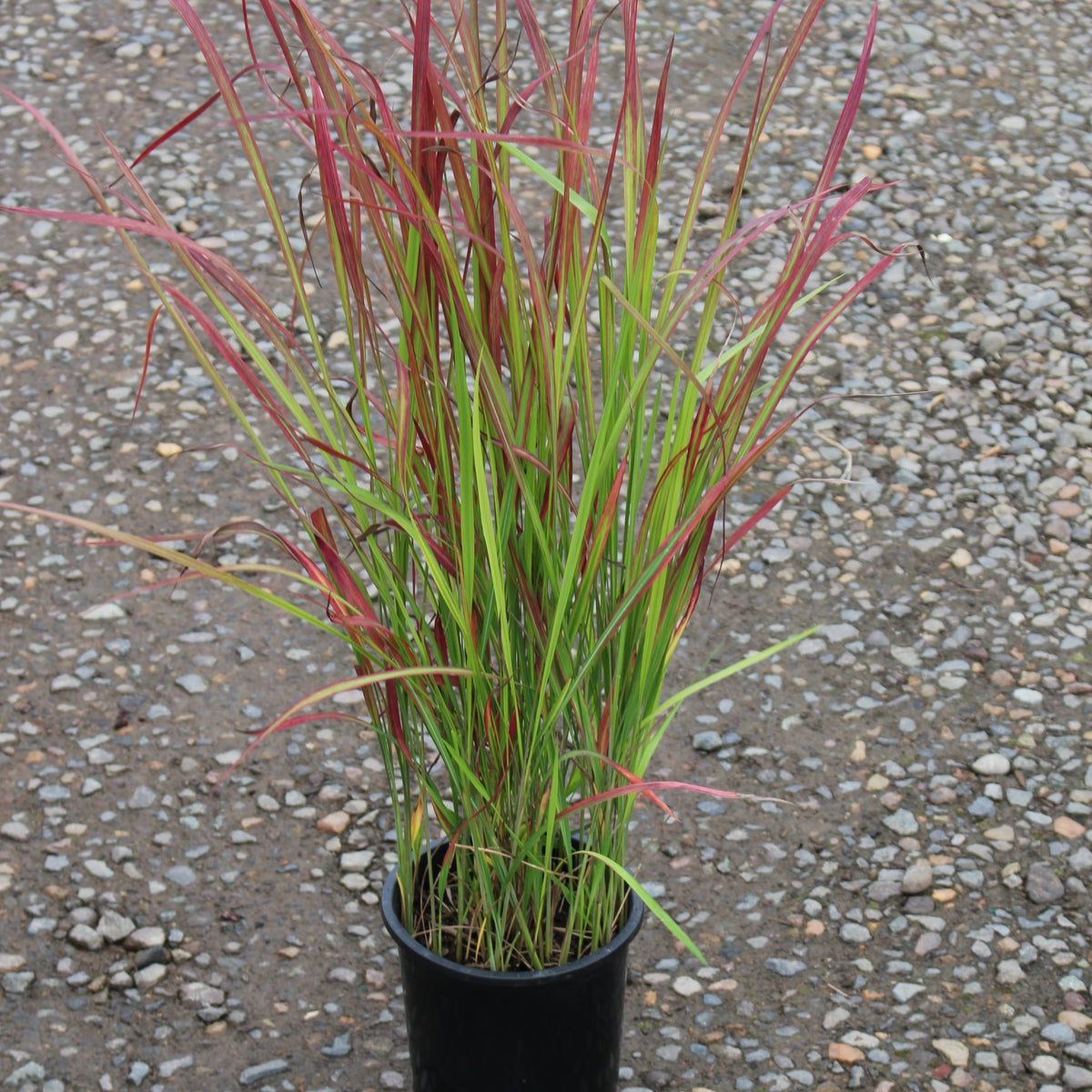 Grass, Imperata c. 'Rubra' ('Red Baron')