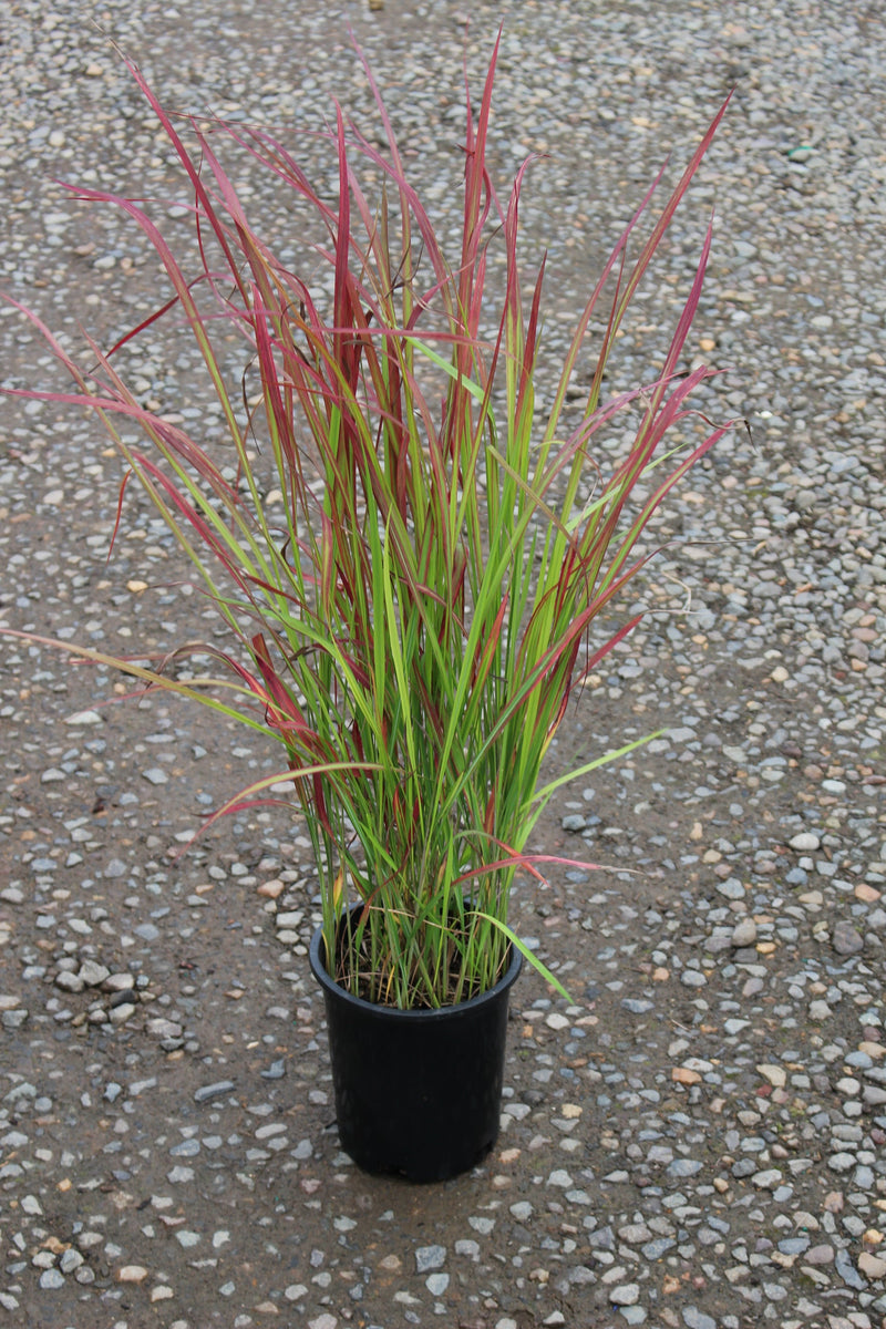 Grass, Imperata c. 'Rubra' ('Red Baron')