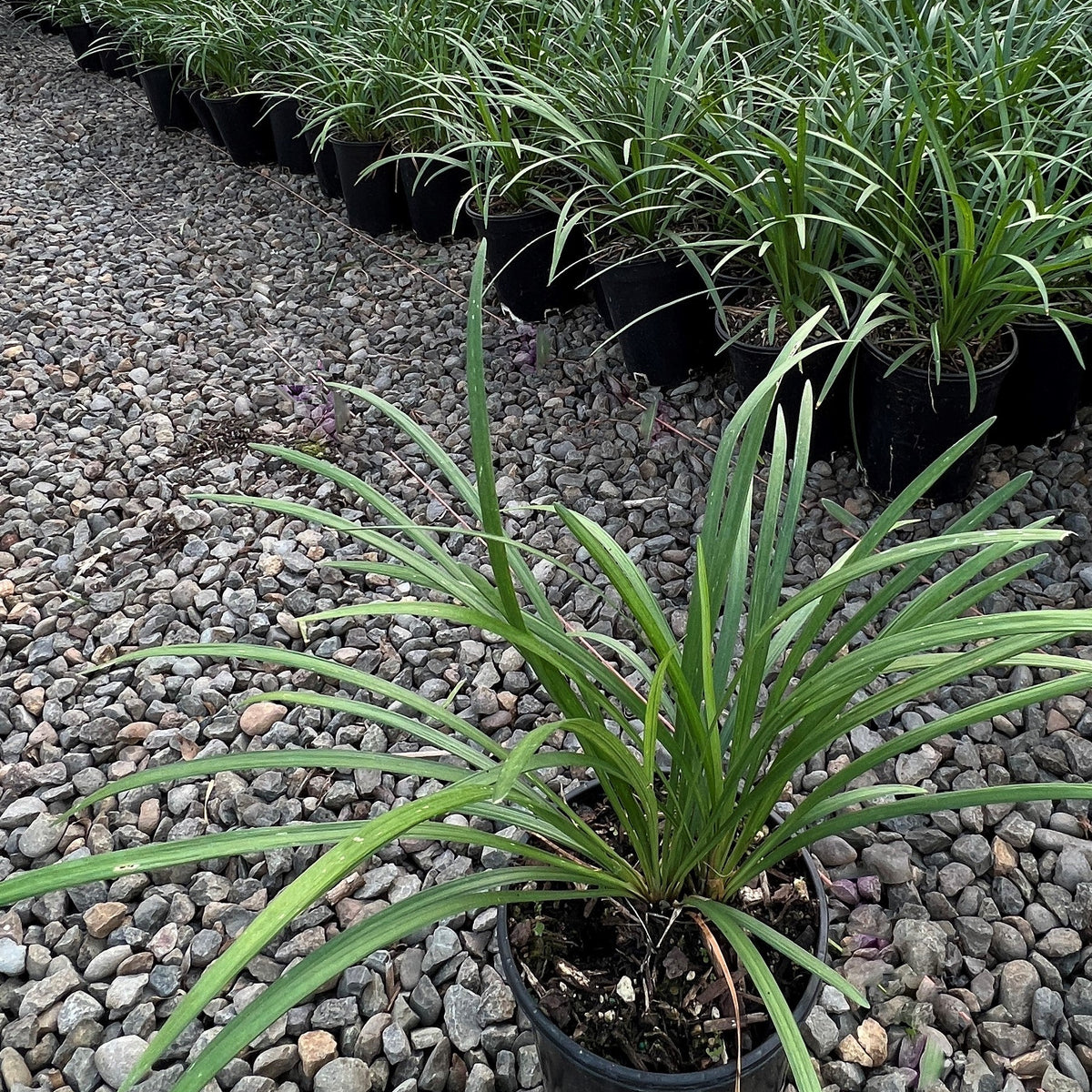 Liriope muscari 'Big Blue'