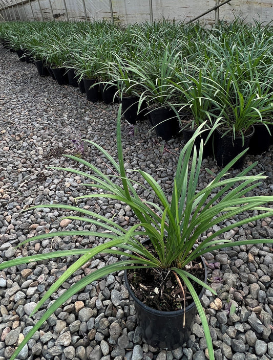 Liriope muscari 'Big Blue'