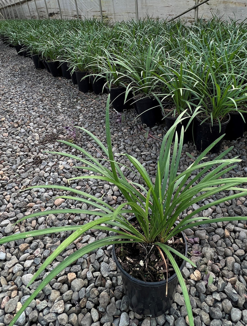 Liriope muscari 'Big Blue'