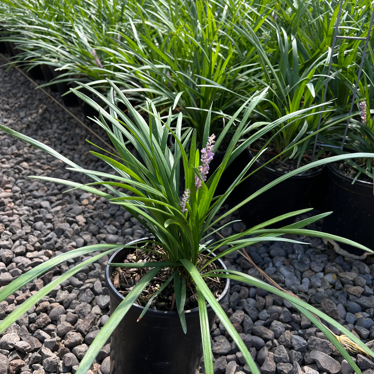 Liriope muscari 'Big Blue'