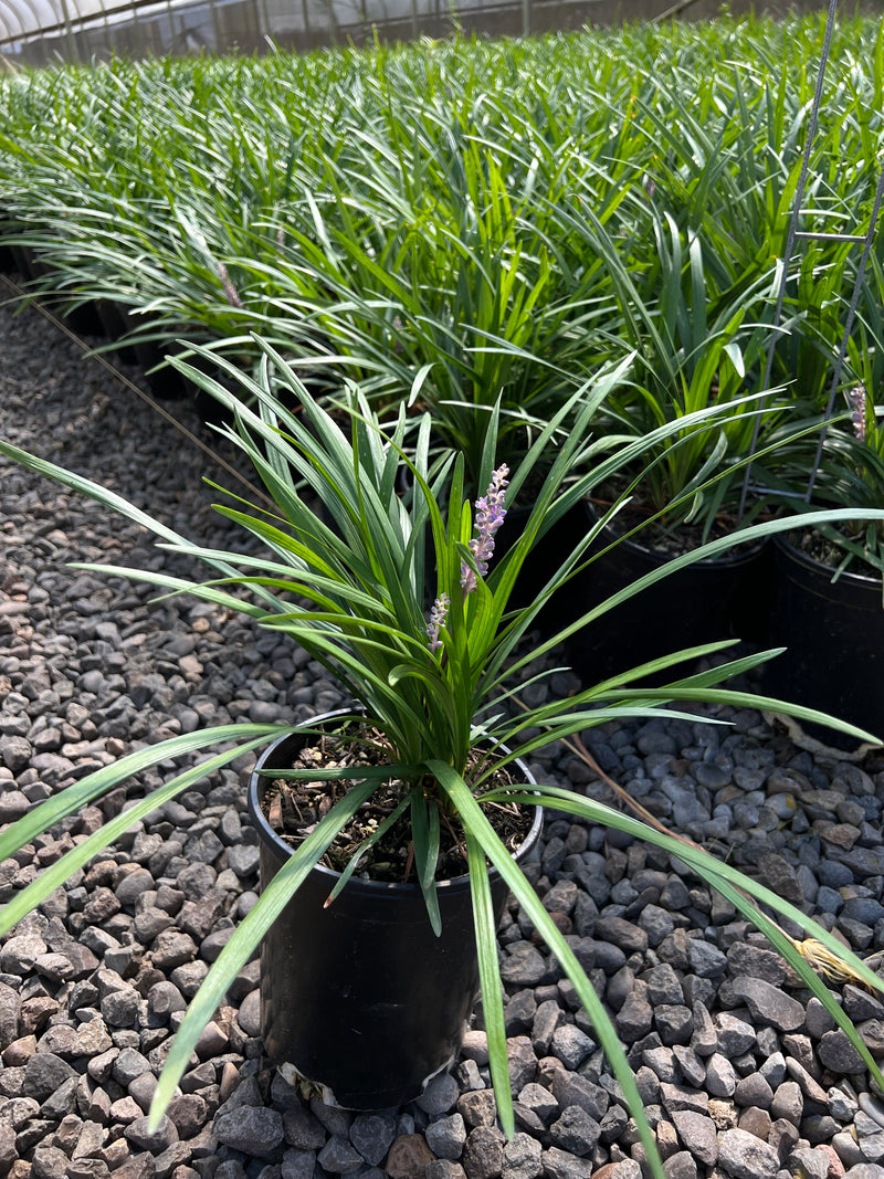 Liriope muscari 'Big Blue'