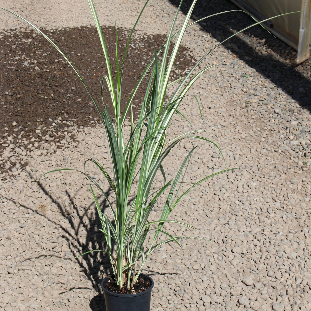 Grass, Miscanthus sin. 'Cabaret'