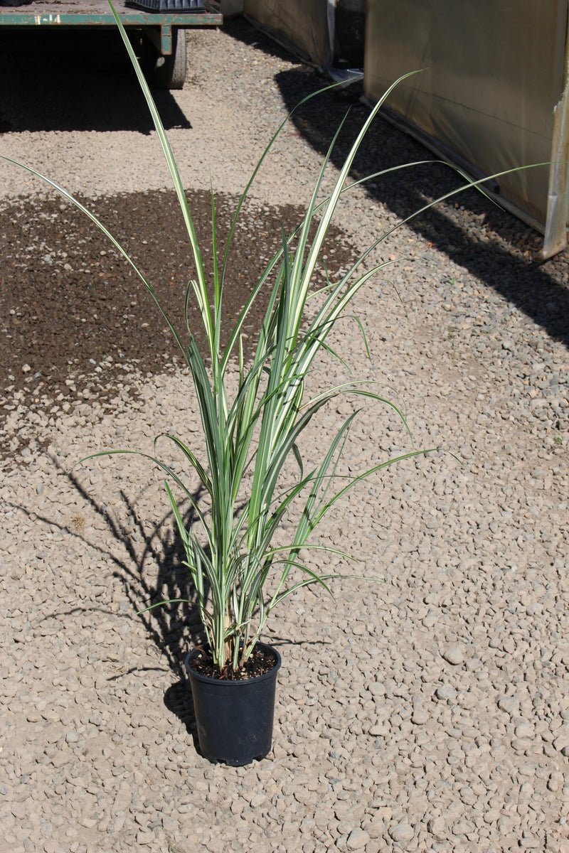 Grass, Miscanthus sin. 'Cabaret'