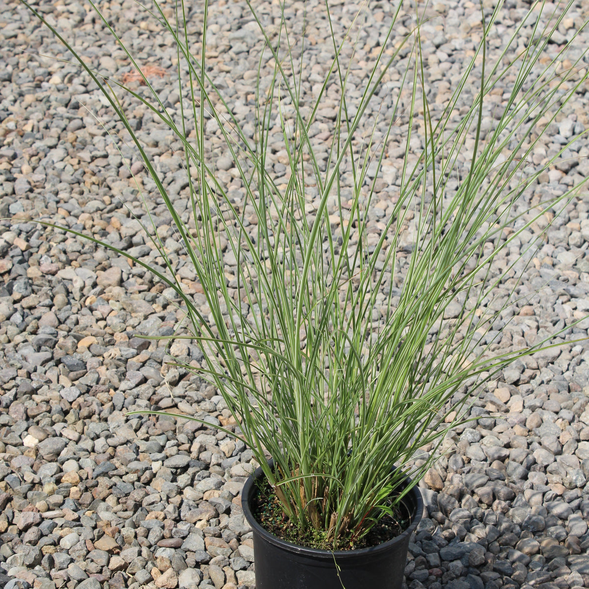 Grass, Miscanthus sin. 'Morning Light'