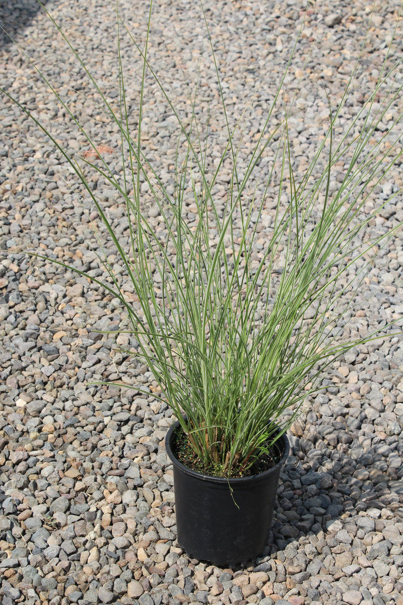 Grass, Miscanthus sin. 'Morning Light'