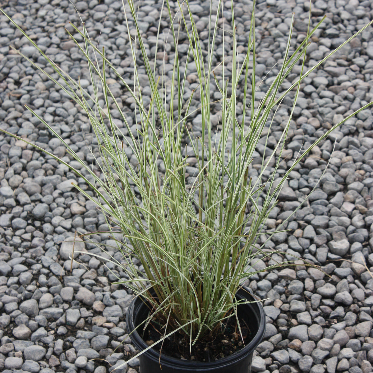 Grass, Miscanthus sin. 'Morning Light'