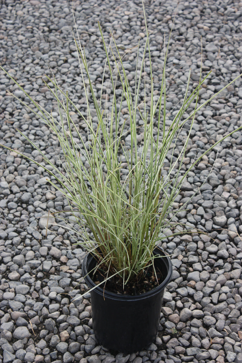 Grass, Miscanthus sin. 'Morning Light'