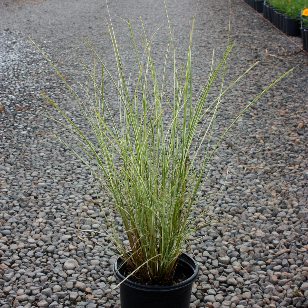 Grass, Miscanthus sin. 'Morning Light'
