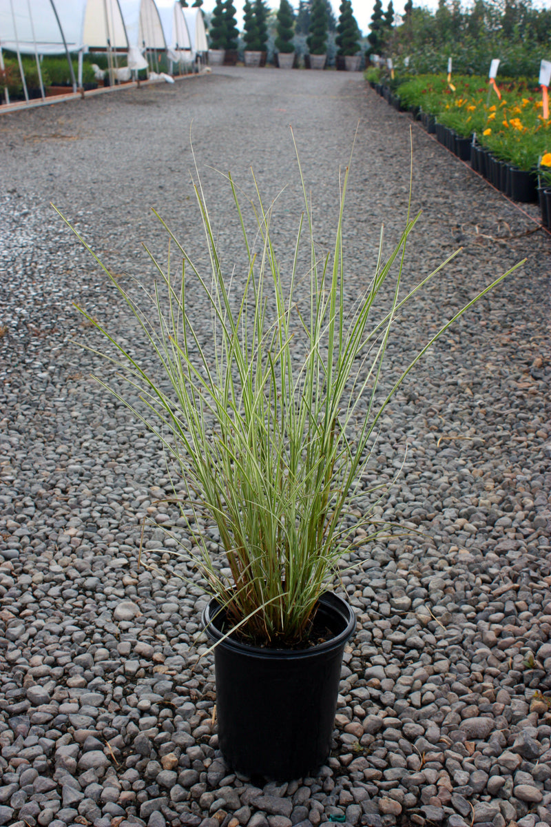 Grass, Miscanthus sin. 'Morning Light'