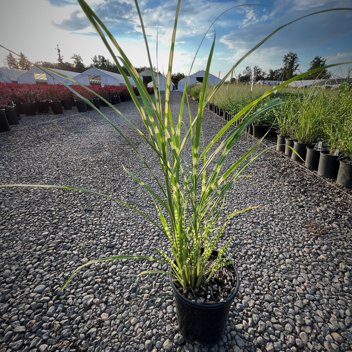 Grass, Miscanthus sin. 'Zebrinus'