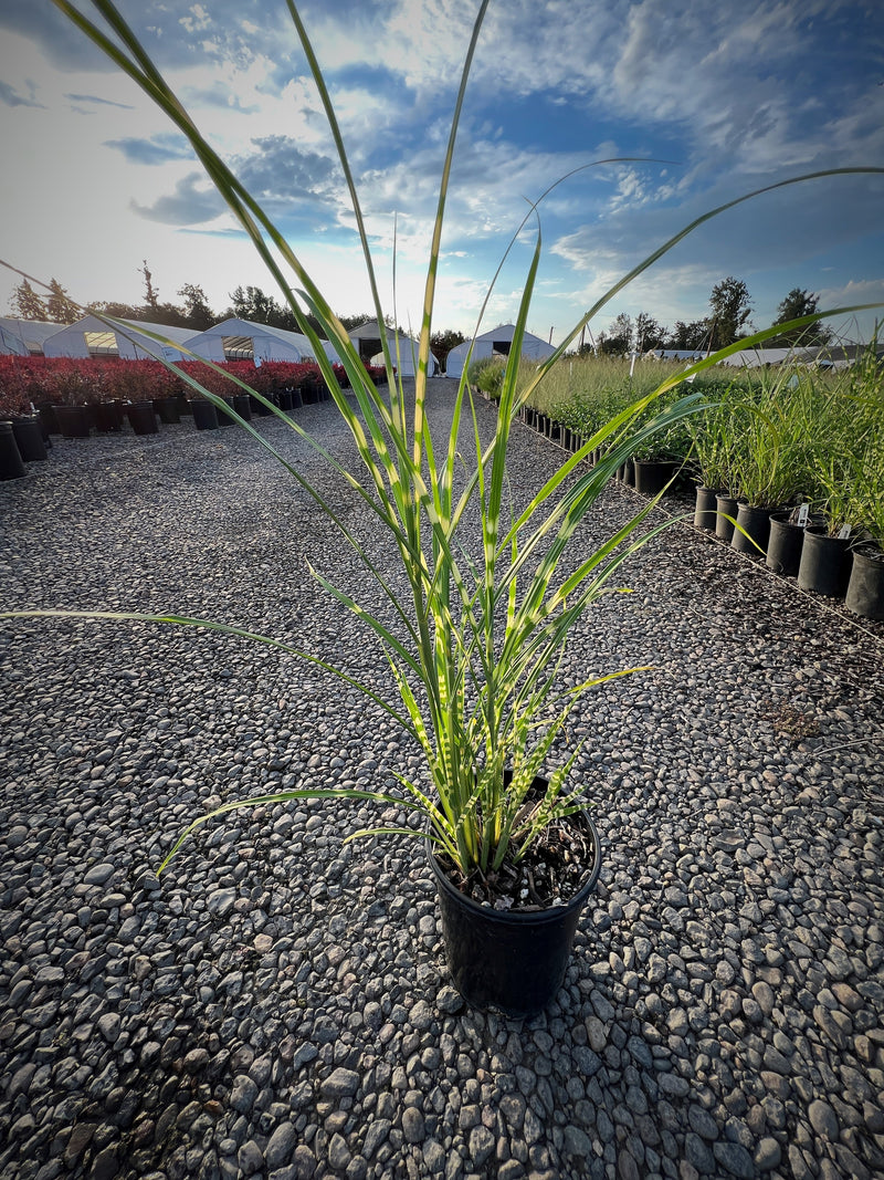 Grass, Miscanthus sin. 'Zebrinus'