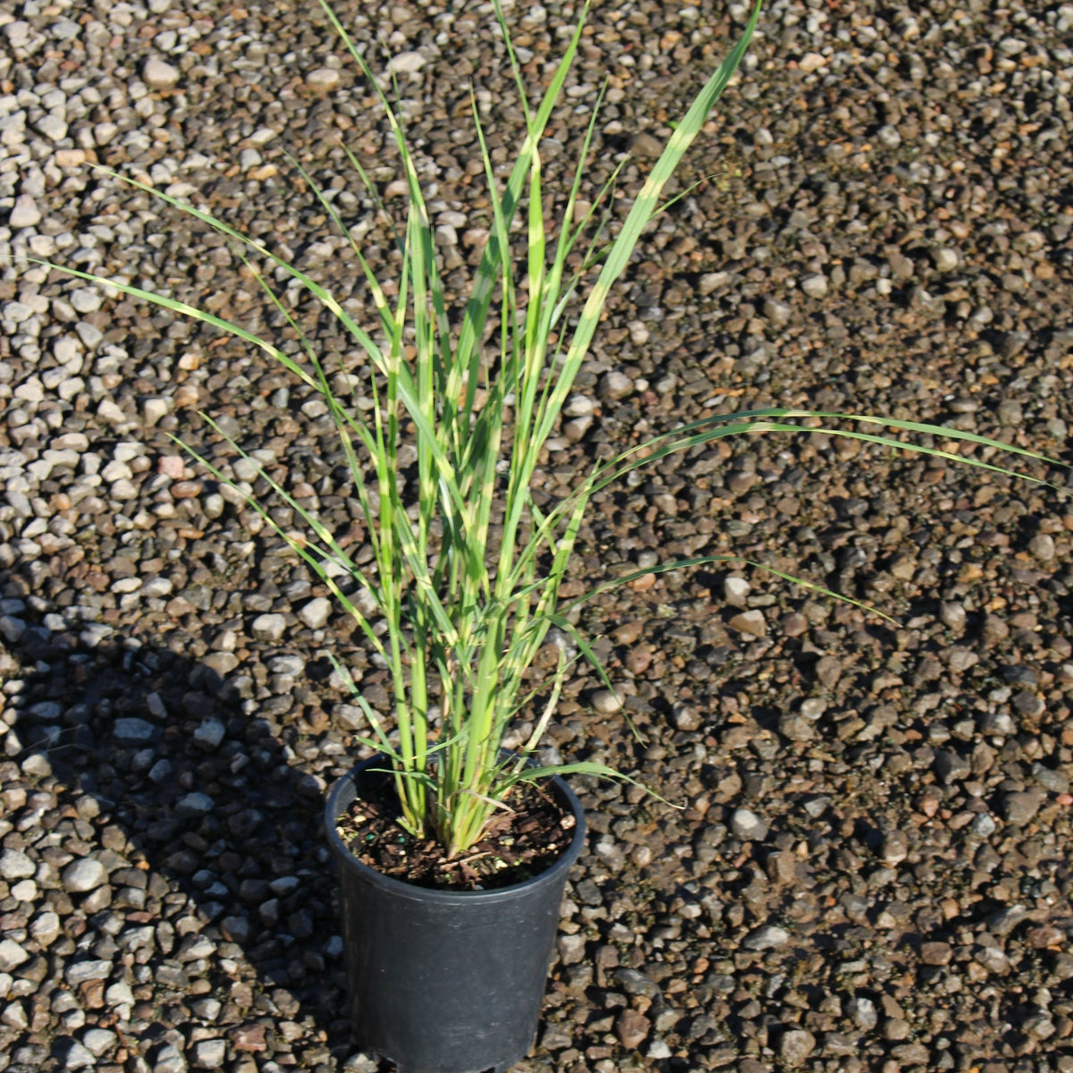 Grass, Miscanthus sin. 'Zebrinus'