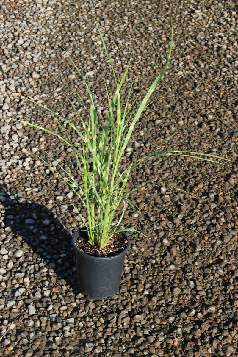 Grass, Miscanthus sin. 'Zebrinus'
