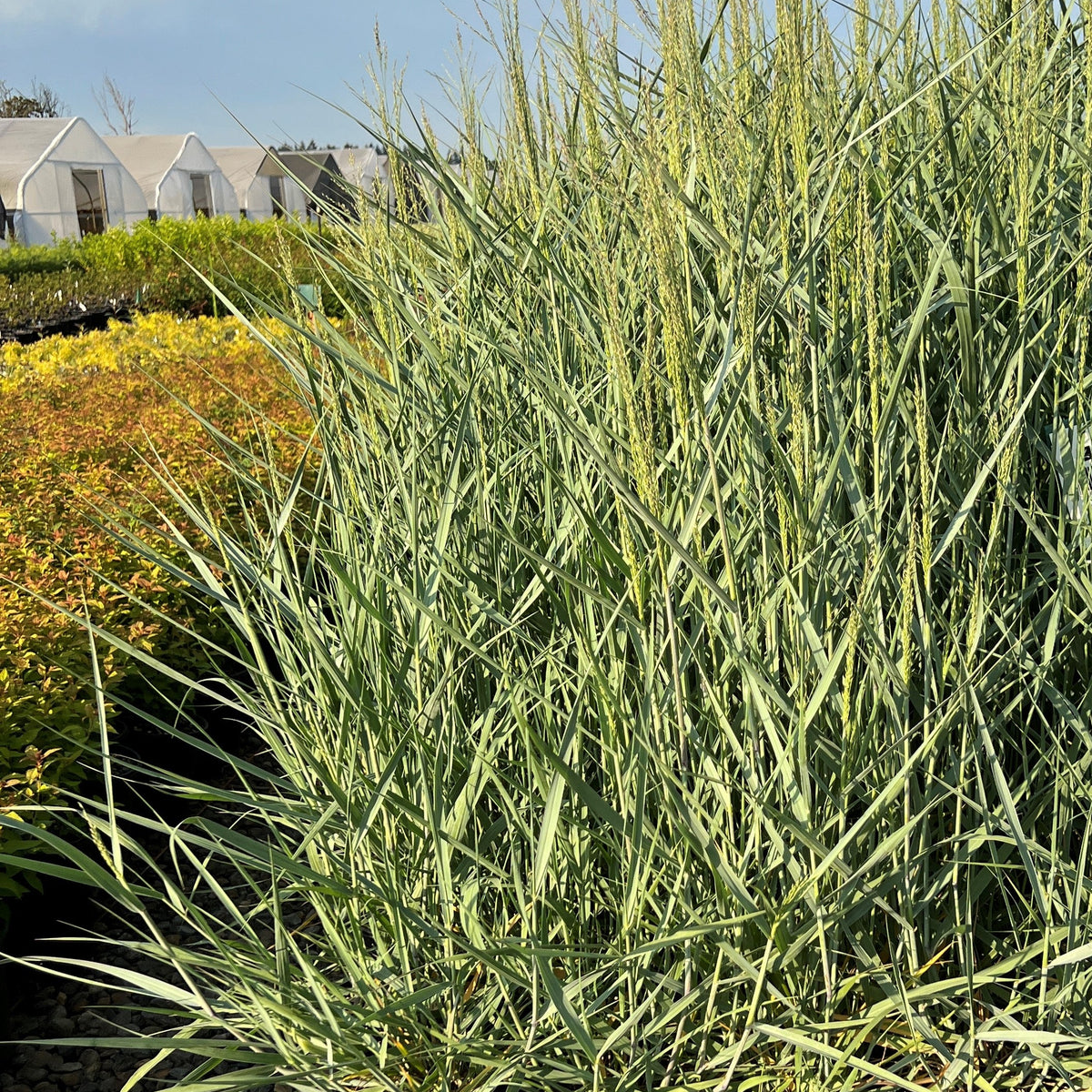 Grass, Panicum v. 'Prairie Sky'