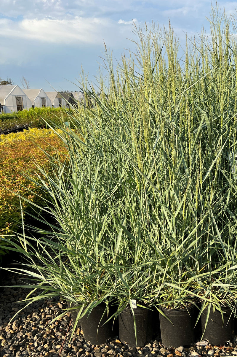 Grass, Panicum v. 'Prairie Sky'