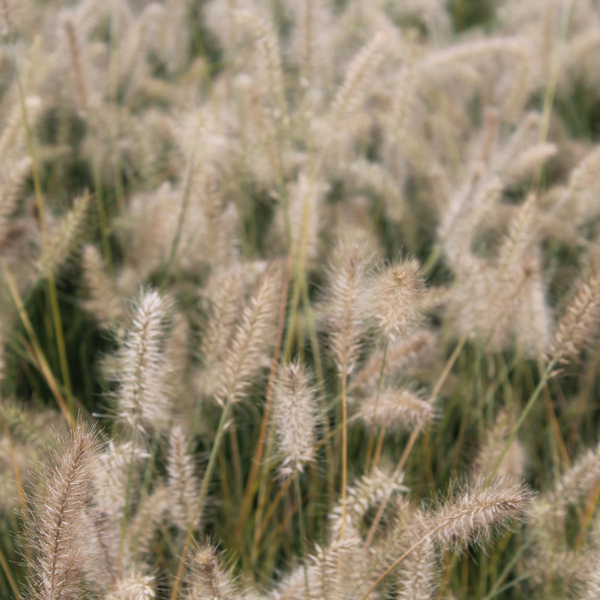 Grass, Pennisetum a. 'Little Bunny'
