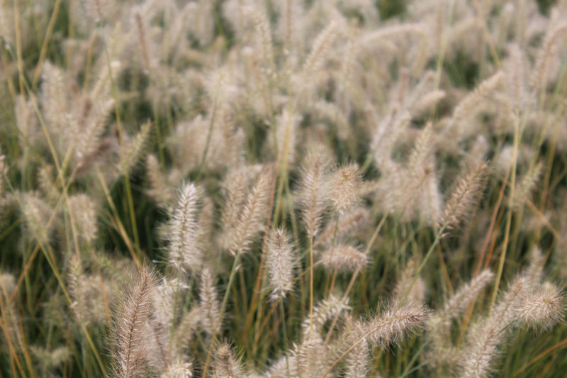 Grass, Pennisetum a. 'Little Bunny'