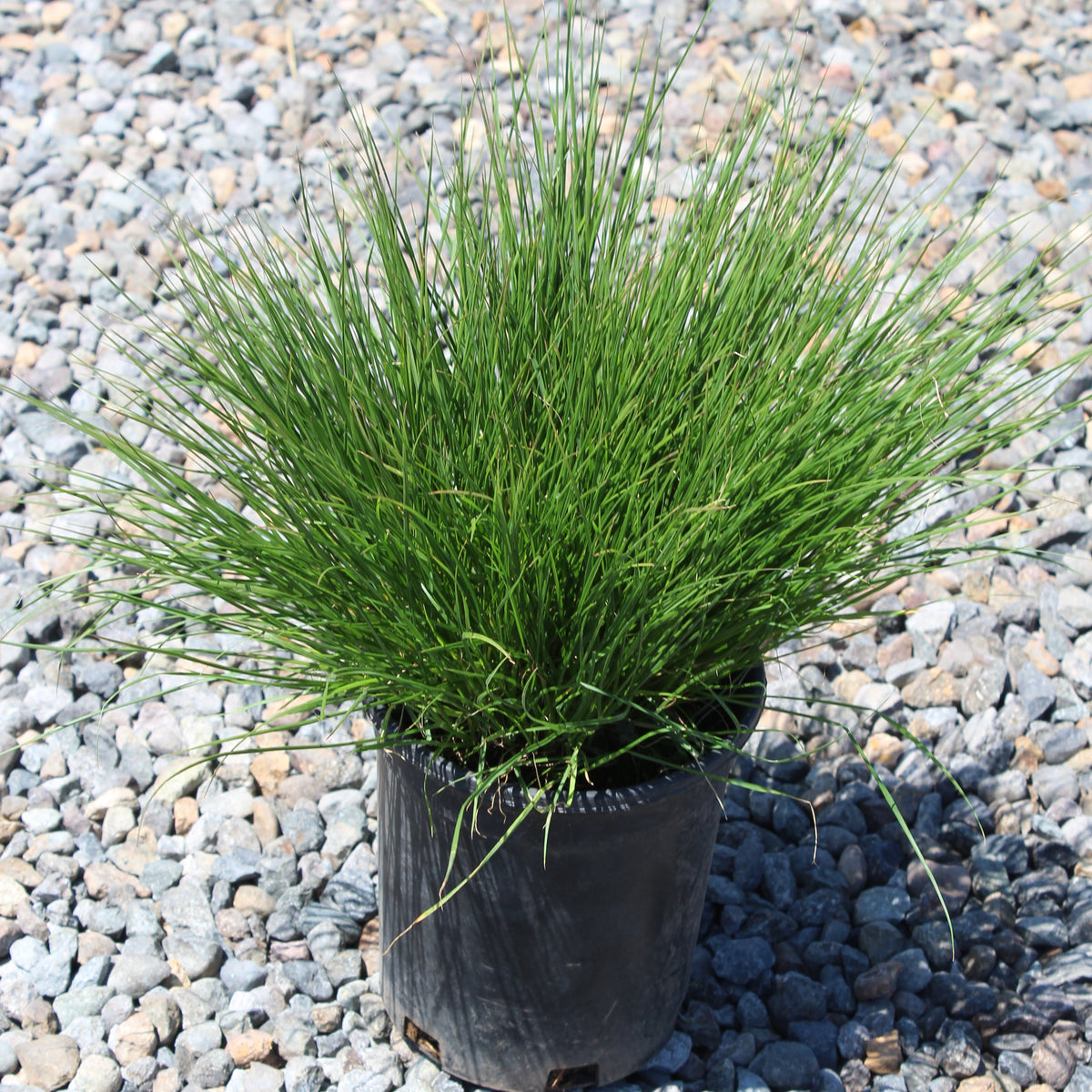 Grass, Pennisetum a. 'Little Bunny'