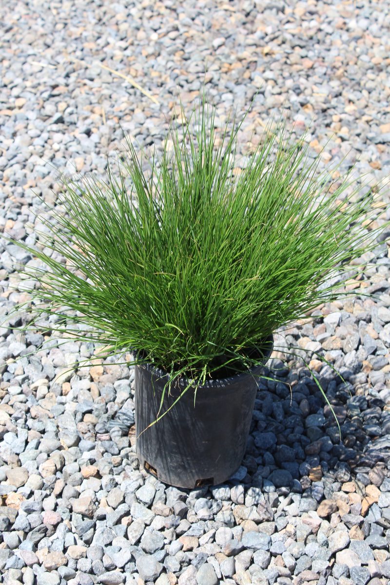 Grass, Pennisetum a. 'Little Bunny'