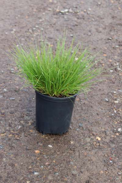 Grass, Pennisetum a. 'Little Bunny'