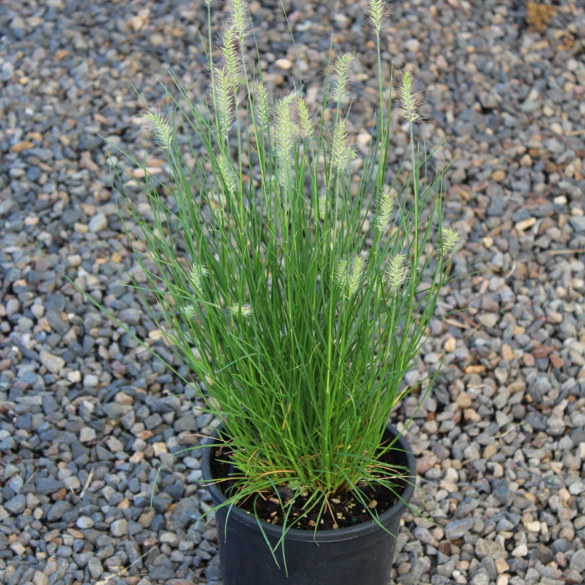 Grass, Pennisetum a. 'Little Bunny'