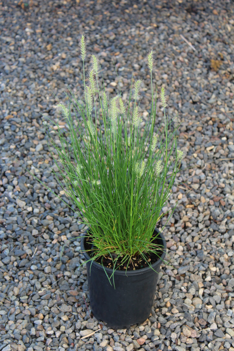 Grass, Pennisetum a. 'Little Bunny'