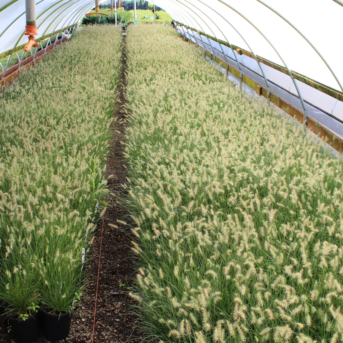 Grass, Pennisetum a. 'Little Bunny'