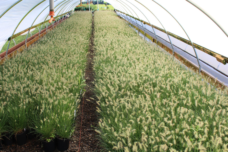 Grass, Pennisetum a. 'Little Bunny'
