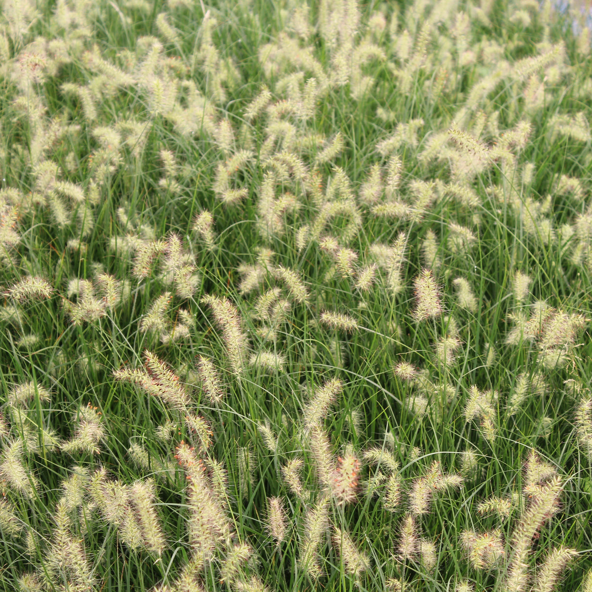 Grass, Pennisetum a. 'Little Bunny'