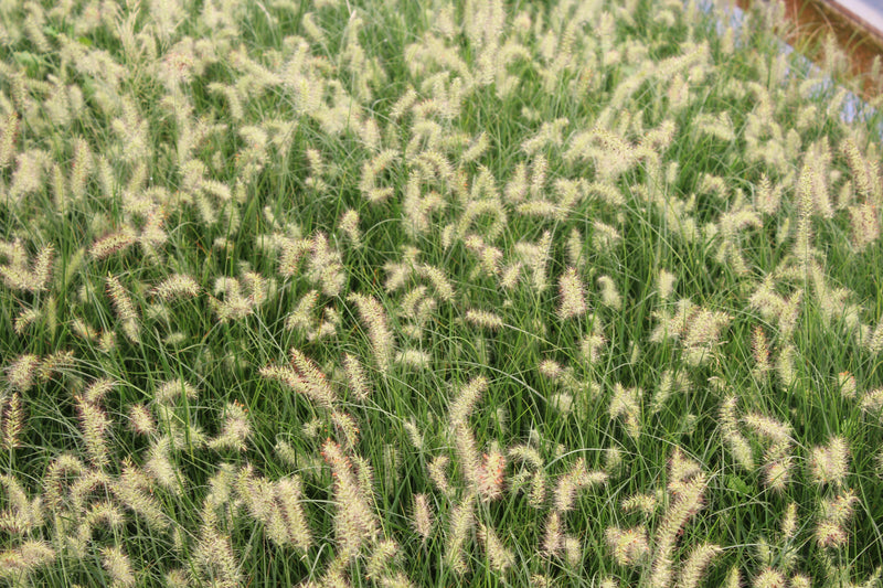 Grass, Pennisetum a. 'Little Bunny'