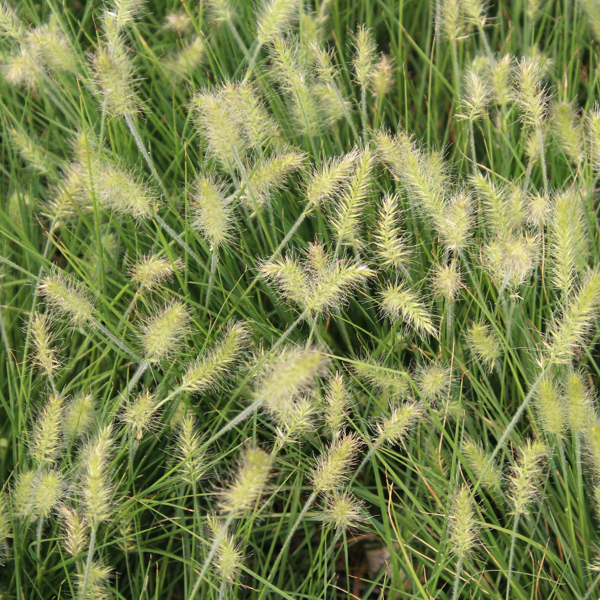 Grass, Pennisetum a. 'Little Bunny'