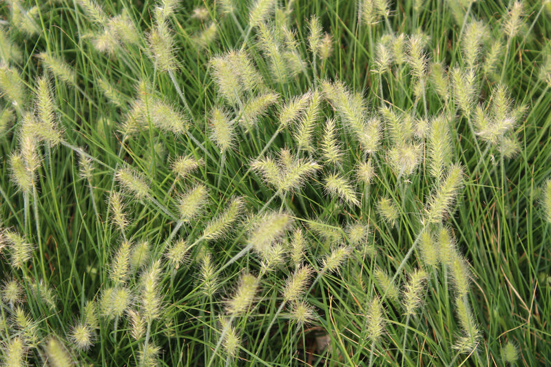 Grass, Pennisetum a. 'Little Bunny'