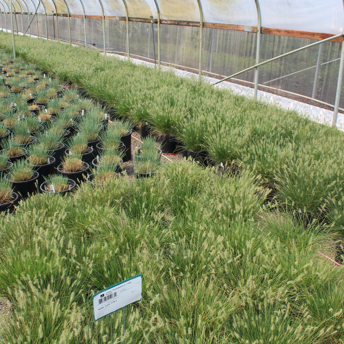 Grass, Pennisetum a. 'Little Bunny'