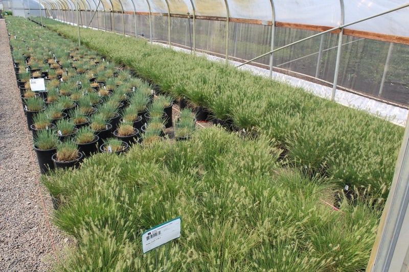 Grass, Pennisetum a. 'Little Bunny'