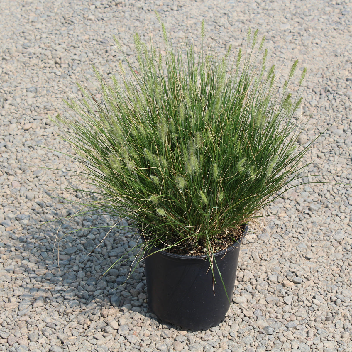 Grass, Pennisetum a. 'Little Bunny'