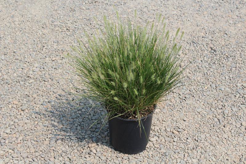 Grass, Pennisetum a. 'Little Bunny'