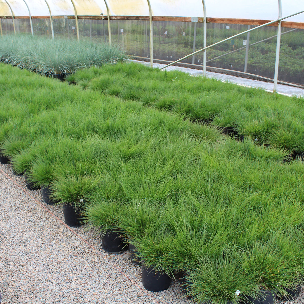 Grass, Pennisetum a. 'Little Bunny'