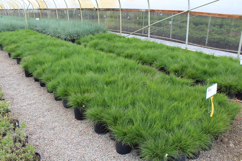 Grass, Pennisetum a. 'Little Bunny'