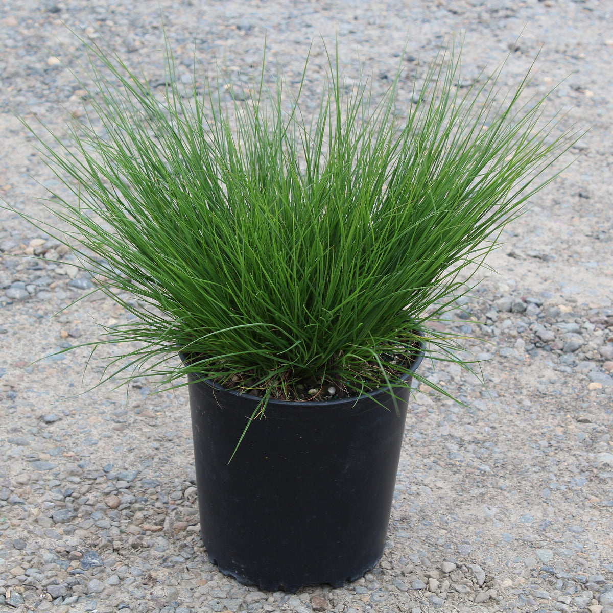Grass, Pennisetum a. 'Little Bunny'