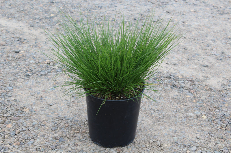 Grass, Pennisetum a. 'Little Bunny'