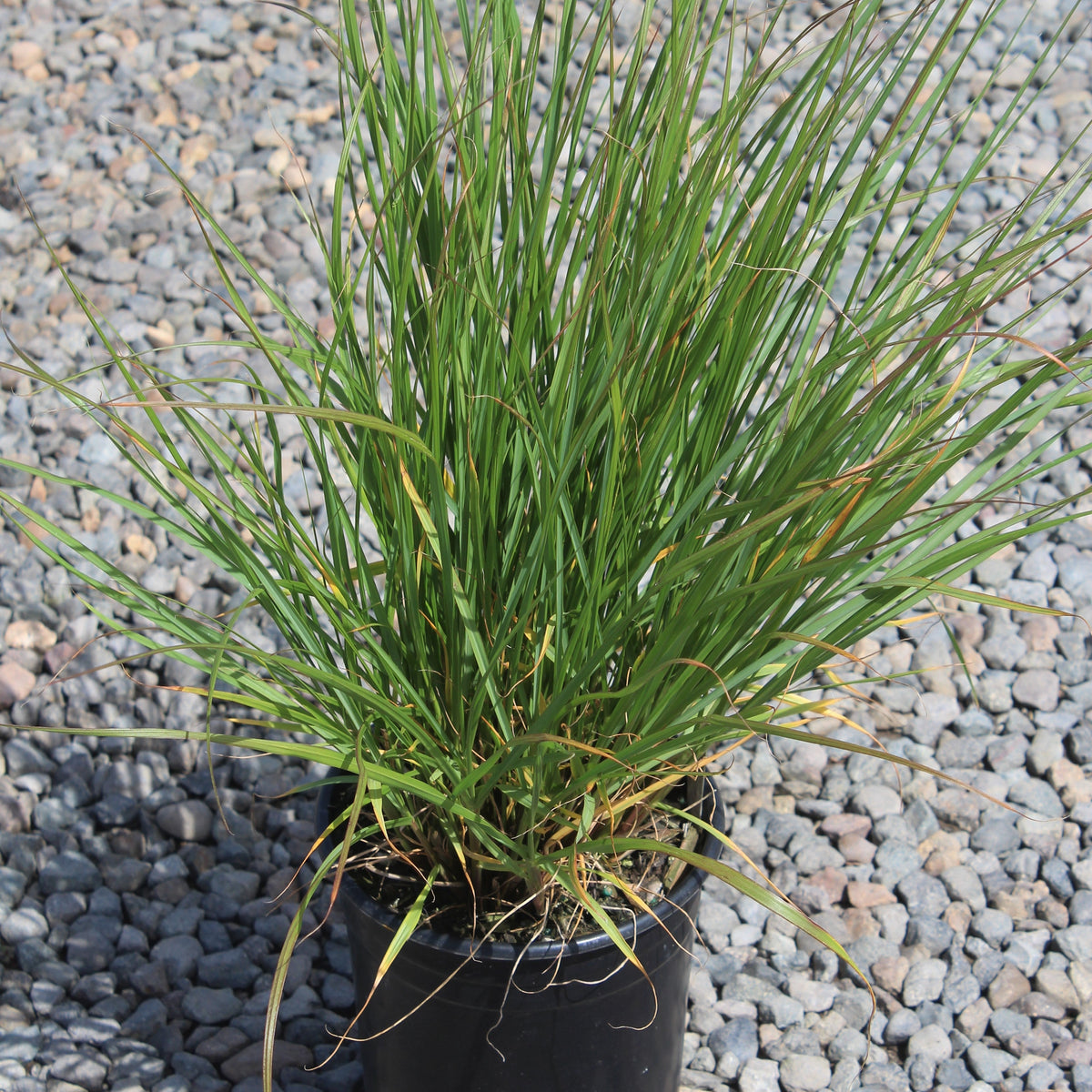 Grass, Pennisetum alopecuroides