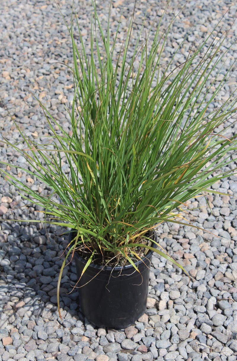 Grass, Pennisetum alopecuroides