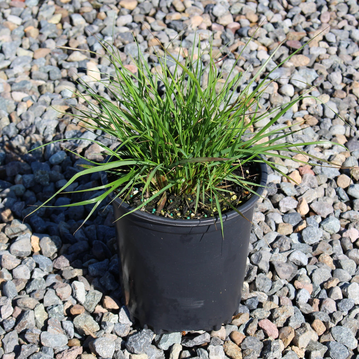 Grass, Pennisetum alopecuroides