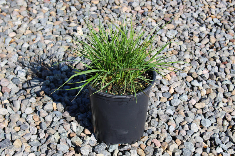 Grass, Pennisetum alopecuroides