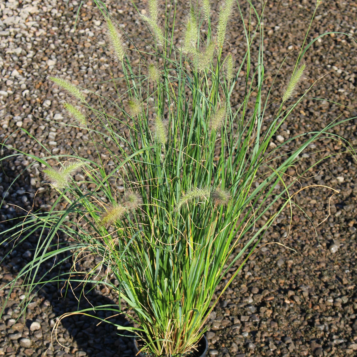 Grass, Pennisetum alopecuroides